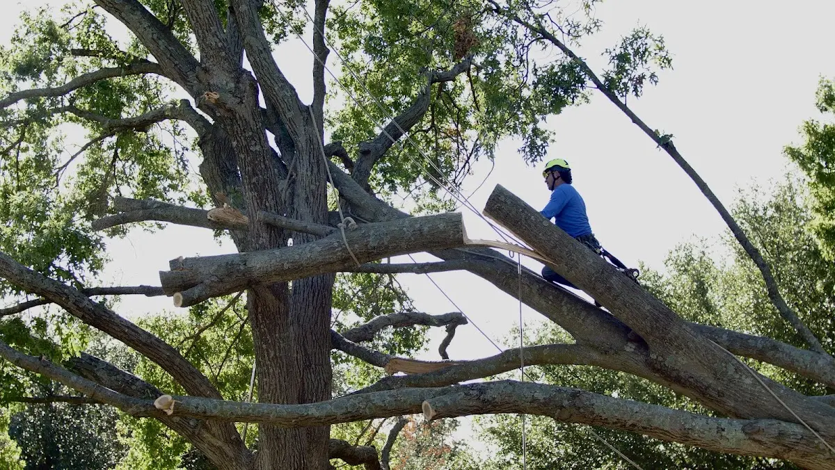 Professional Crown Thinning performed by certified arborists in Erick